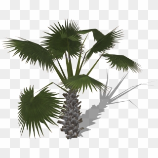 Palmtree - Borassus Flabellifer Clipart