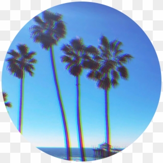 Palmtree Background - Desert Palm Clipart