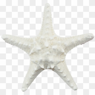 White Armoured Starfish - White Sea Star Png Clipart
