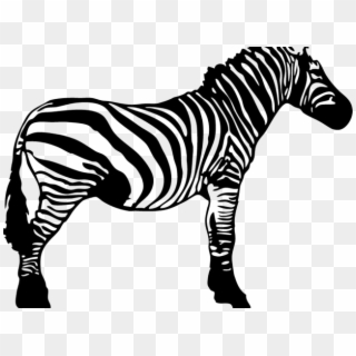 Zebra Clipart Neck - Zebra Black N White - Png Download