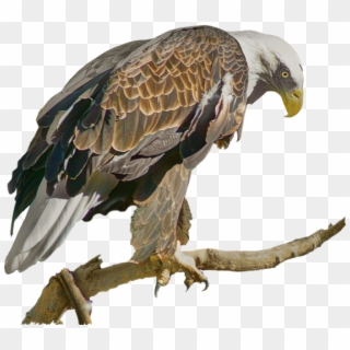 Click And Drag To Re-position The Image, If Desired - Hawk Clipart