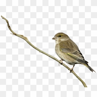 Bird With No Background Clipart