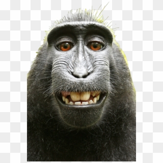 ##monkey #monkeys #funnymonkey #monkyface #selfie - David Slater Monkey Clipart