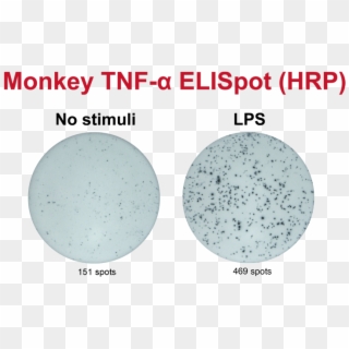 Monkey Tnf-α Elispot - Circle Clipart