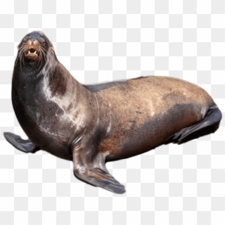 Free Download - Seal Png Clipart