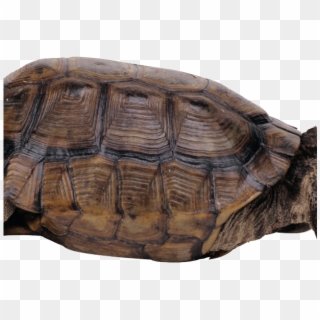 Snapping Turtle Png Transparent Images - 乌龟 图片 Clipart