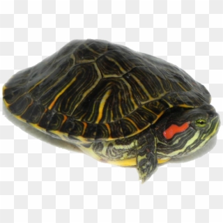 Download Turtle Png Transparent Images Transparent - Water Turtle Transparent Clipart