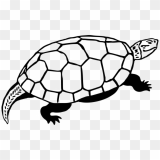 Sea Turtle Reptile Line Art Drawing - Gopher Tortoise Clipart