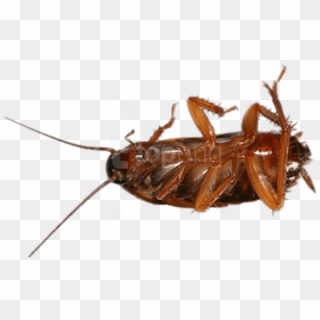 Free Png Download Cockroach On Its Back Png Images - Asian Cockroach Clipart