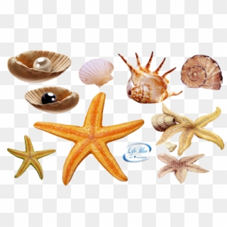 Sea Creatures Png - Real Sea Creatures Png Clipart