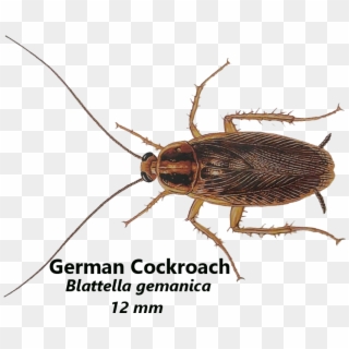 German Cockroaches Live In Warm And Damp Places, Like - Cockroach Clipart