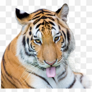 Siberian Tiger , Png Download - Siberian Tiger Clipart