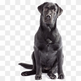 Labrador Png Clipart - Black Labrador No Background Transparent Png