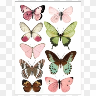 Butterfly Print Clipart