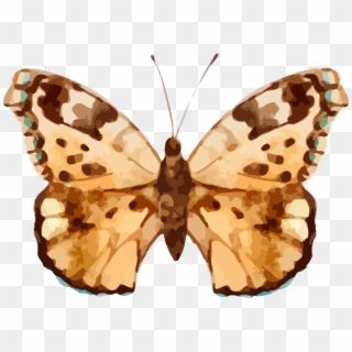Real Butterfly Cliparts - Png Download