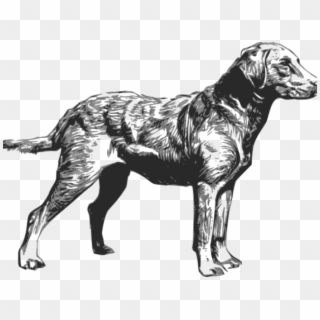 Free On Dumielauxepices Net - Chesapeake Bay Retriever Clip Art - Png Download