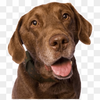 Labrador Retriever Puppies Dogs - Dog Yawns Clipart