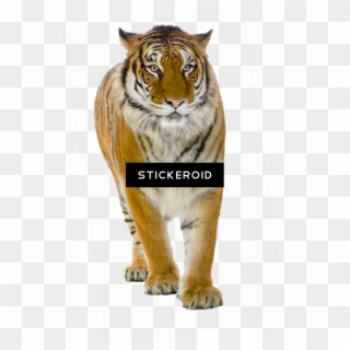 Tiger Front View , Png Download - Lion And Tiger Photo Download Clipart