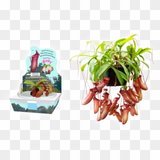 Bd55 - Nepenthes Binky Clipart