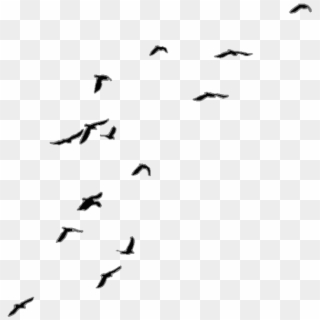 Birds Png New - Transparent Background Crows Flying Png Clipart