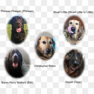You Will Probabably Be Suprised To Know For A Couple - Companion Dog Clipart