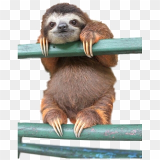 Never Lose Hope - Cute Sloth Clipart