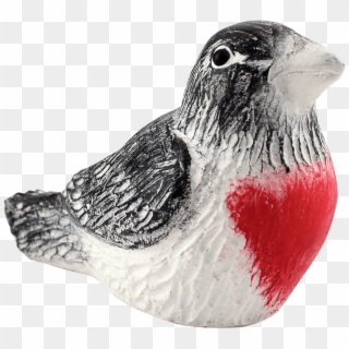 Bursting With Black, White And Rose Red, Male Rose - Rose Breasted Grosbeak Clipart