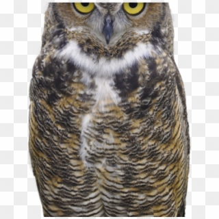 Great Horned Owl Clipart Face Png - Great Horned Owl Png Transparent Png