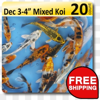 Small Pack Of Decorative 3-4 Mix Koi [dec34retail20] - Poster Clipart