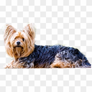 Isolated Yorkshire Terrier Dog Small Dog Animal - Yorkshire Terrier Png Clipart