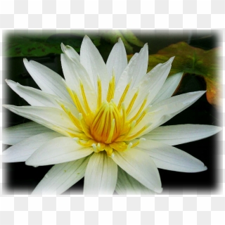 Water Lily "american White" - Sacred Lotus Clipart