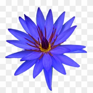 Bleed Area May Not Be Visible - African Daisy Clipart