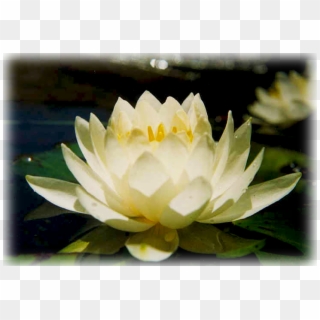 Pause - “ - Photographs Of Water Lilies Clipart
