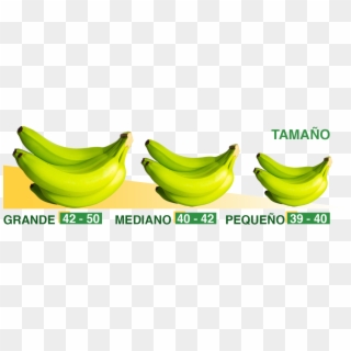 Nuestras Marcas - Saba Banana Clipart