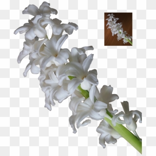 3d White Flowers - White Hyacinth Png Clipart