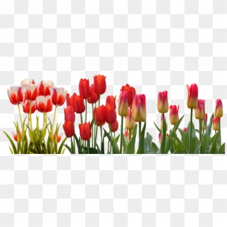 Hyacinth Flower Equinox Spring Tulip International - Tulip Flower Garden Png Clipart