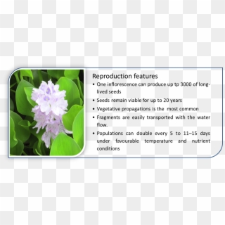 Water Hyacinth Has Special Characteristics That Give - Hyacinth Clipart