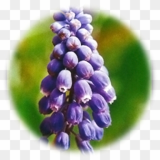 Grape Hyacinth Clipart
