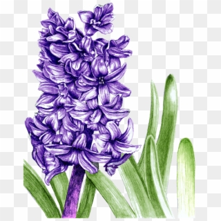 Bleed Area May Not Be Visible - Purple Hyacinth Drawing Clipart
