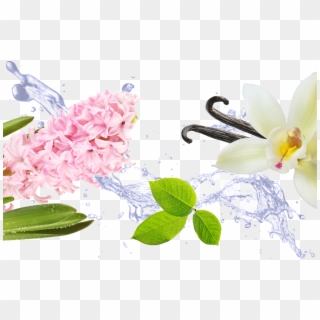 If You Like Hyacinth, You'll Also Love - Transparent Transparent Background Water Png Hd Clipart
