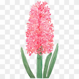 Bleed Area May Not Be Visible - Pink Hyacinth Clipart
