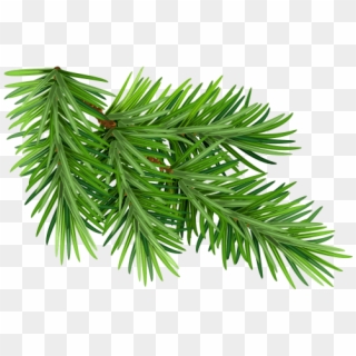 Black Spruce - Pine Needles White Background Clipart