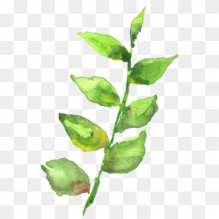 Plant Stem Png - Watercolor Painting Clipart