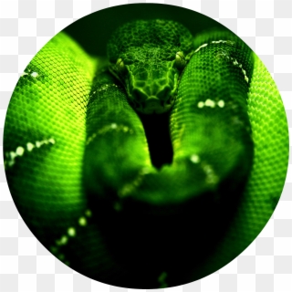 Green Snake Png - Snake Cover Clipart