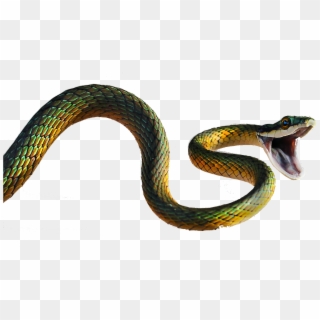 This Website Contains Information On Snakes, Where - Snake Spider Clipart