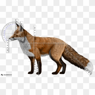 Wild Red Fox Stop Angle And Body Part Length Calculations - Red Silver Cross Fox Clipart