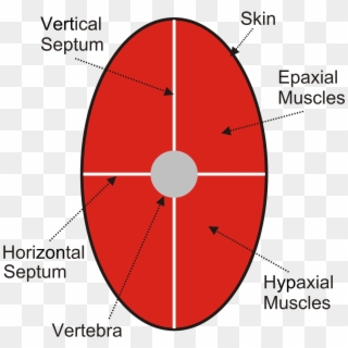Epaxial And Hypaxial Muscles - Circle Clipart