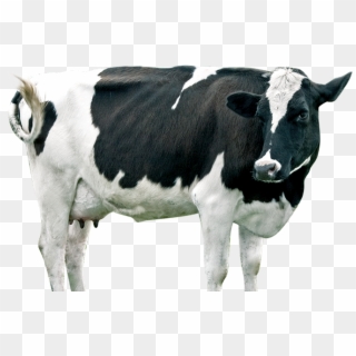 Dairy Cow Png - Dairy Cow Clipart