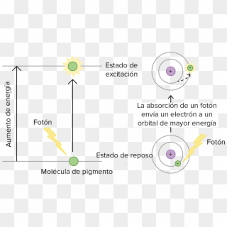 Cuando Una Molécula Del Pigmento Absorbe La Luz, Pasa - Exitacion De La Clorofila Clipart