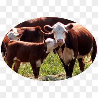 Boyden Farm Sits On A Rich Flood Plain Of The Lamoille - Dairy Cow Clipart